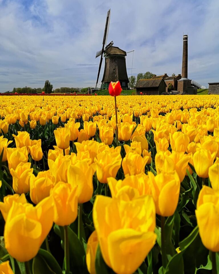 Тюльпани Нідерланди