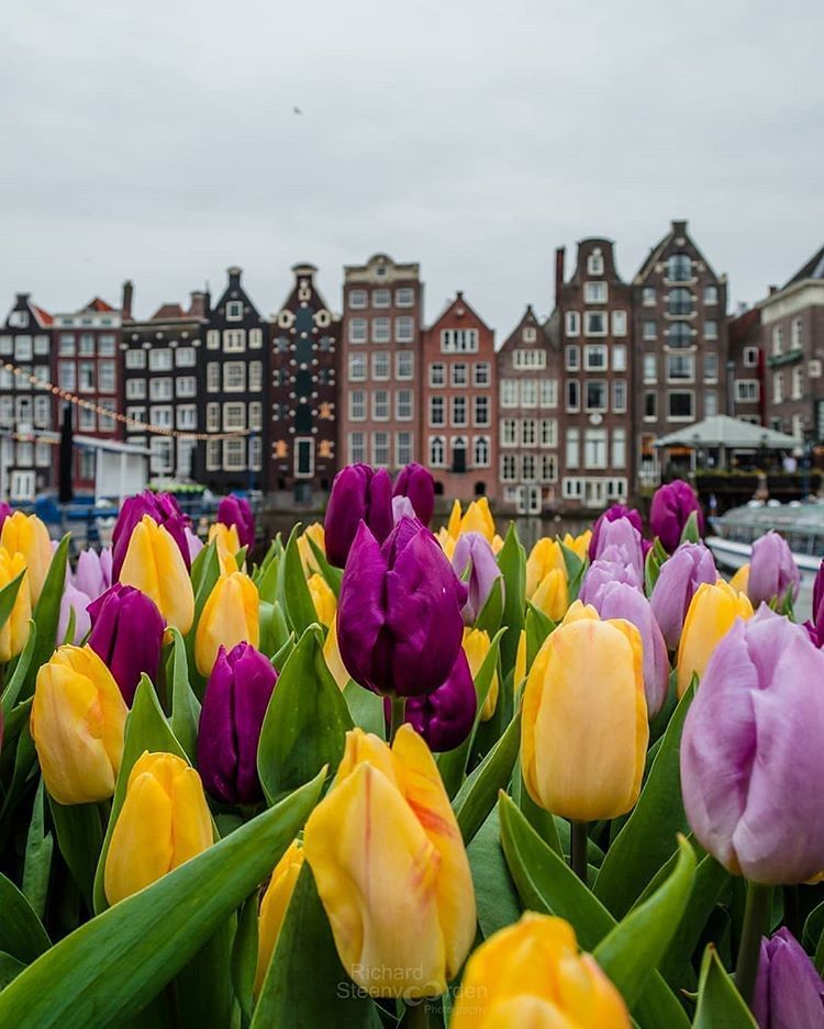 Автобусні тури в Нідерланди на тюльпани