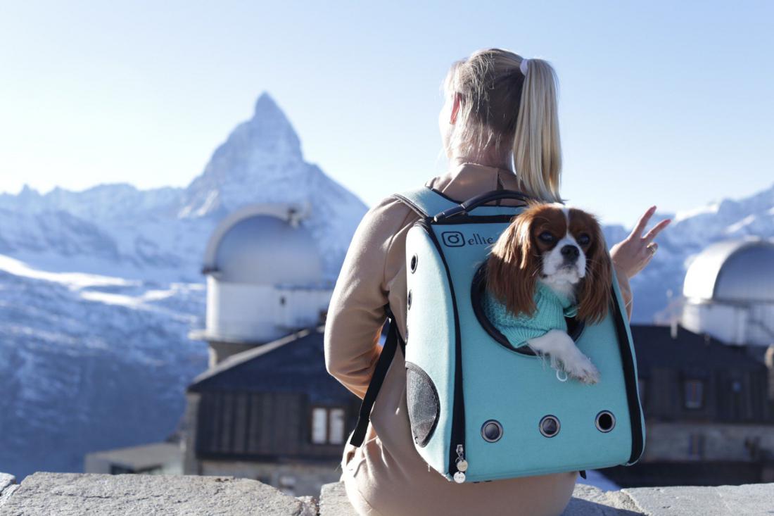 Інформація для подорожуючих з тваринами