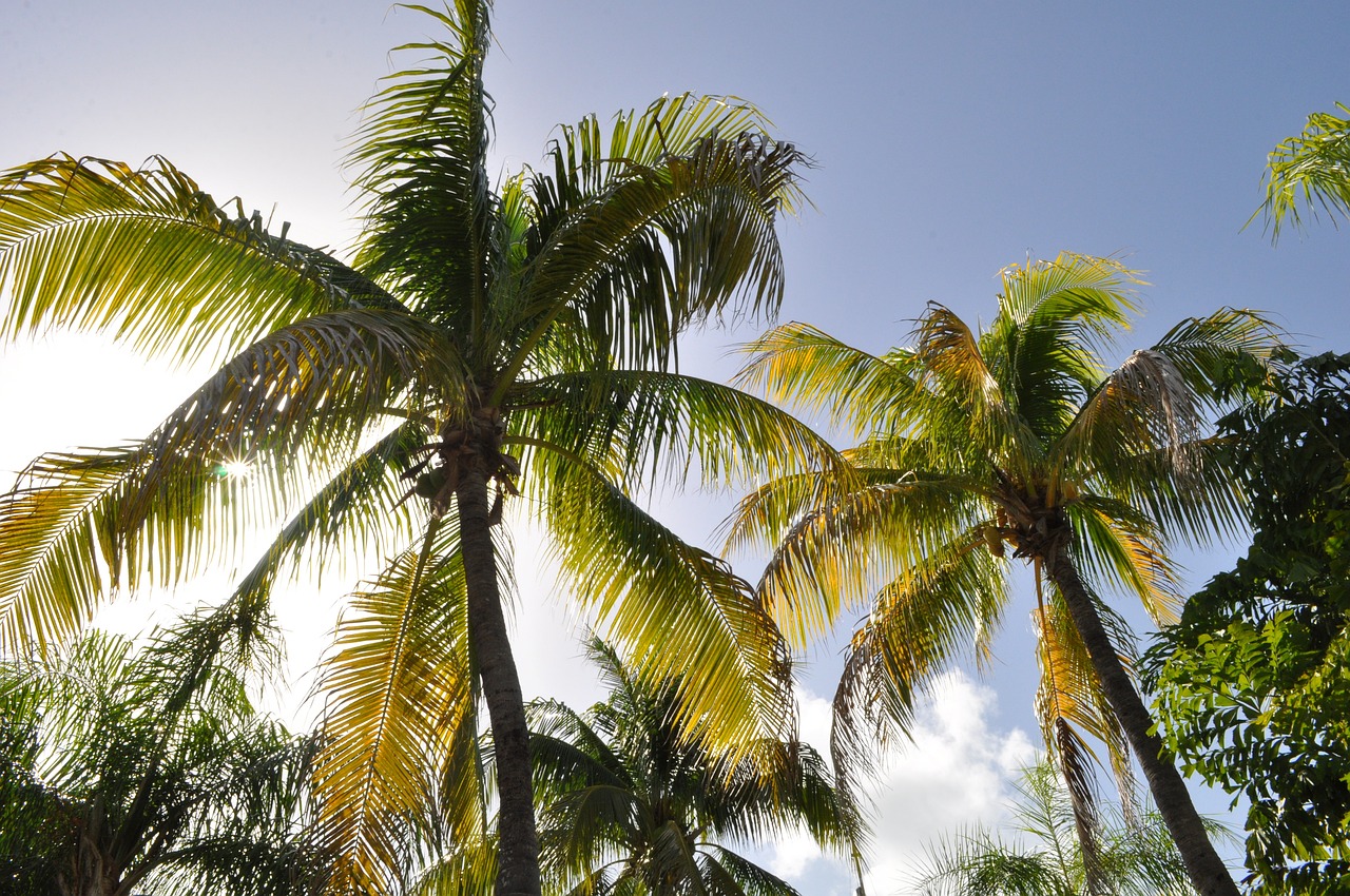 coconut trees