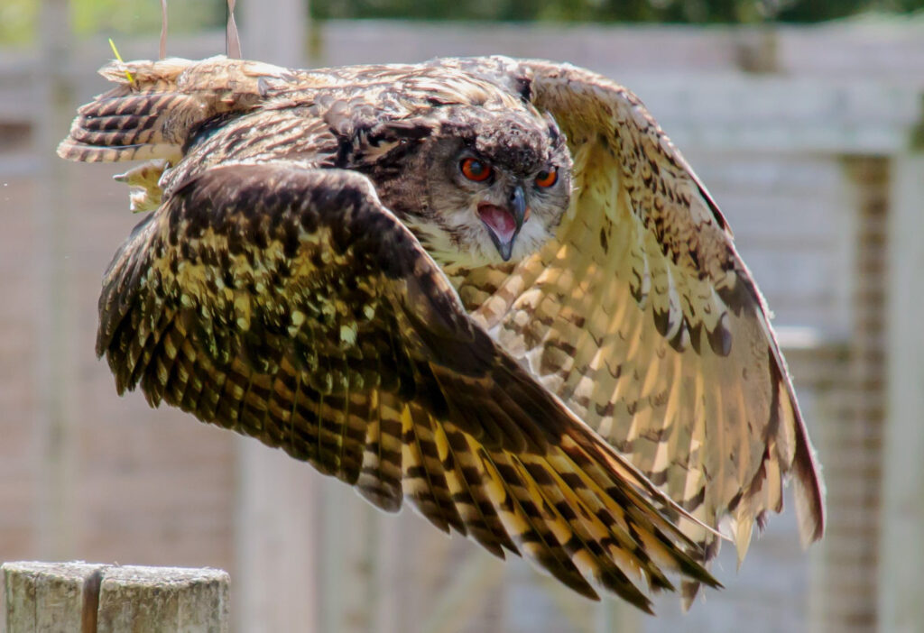Screech Owl Sanctuary