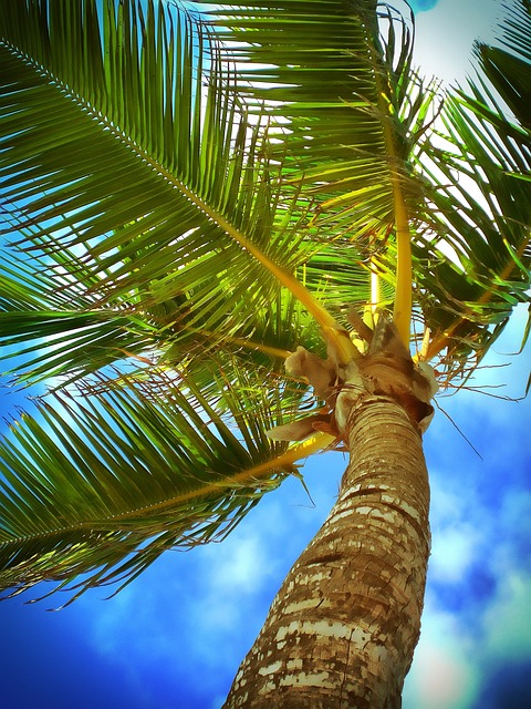 palm