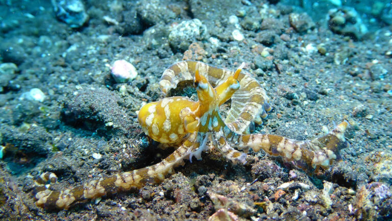 Туристам напомнили, что за сноркеллинг и дайвинг на Бали нужно платить